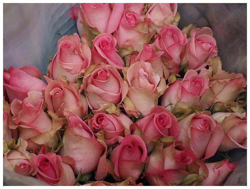 Rosas