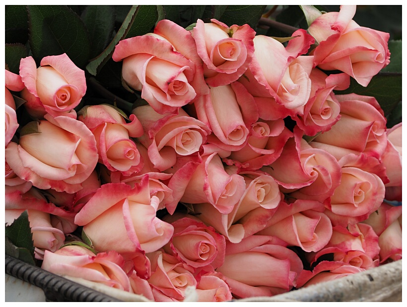 Rosas