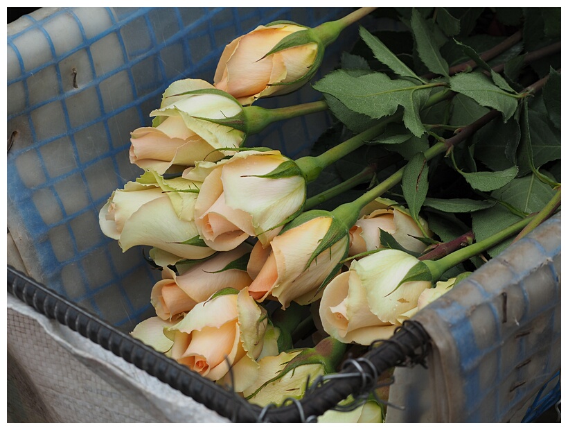 Florcola de Rosas