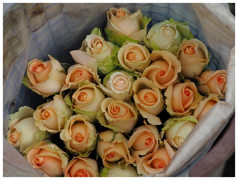 Rosas