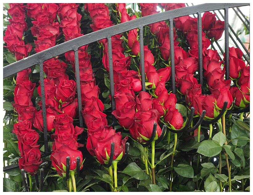 Rosas