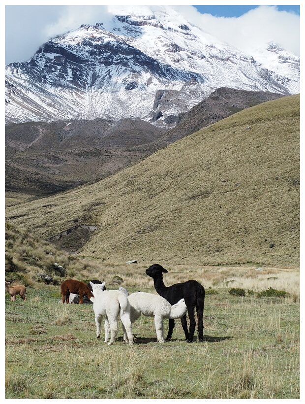 Alpacas