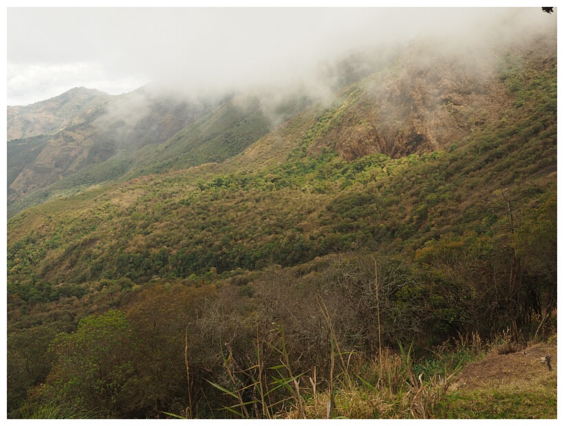 Bosque Hmedo