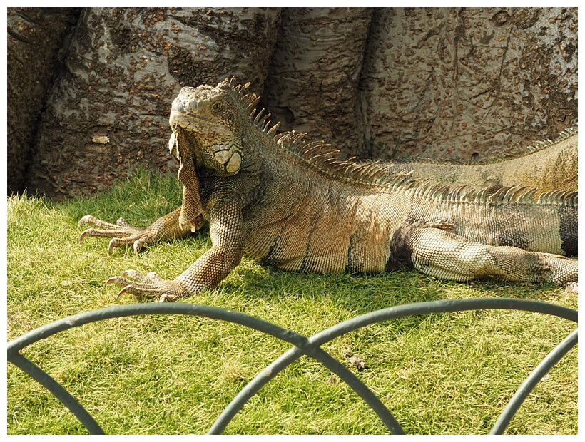 Iguanas