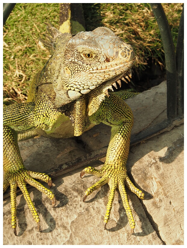 Iguana