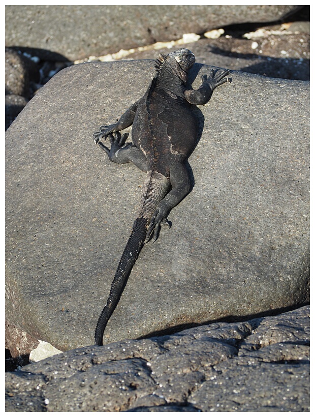 Iguana Marina
