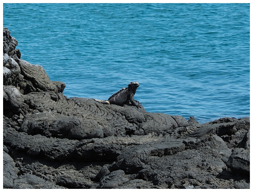 Iguana Marina