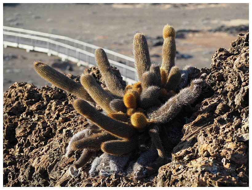 Cactus de Lava