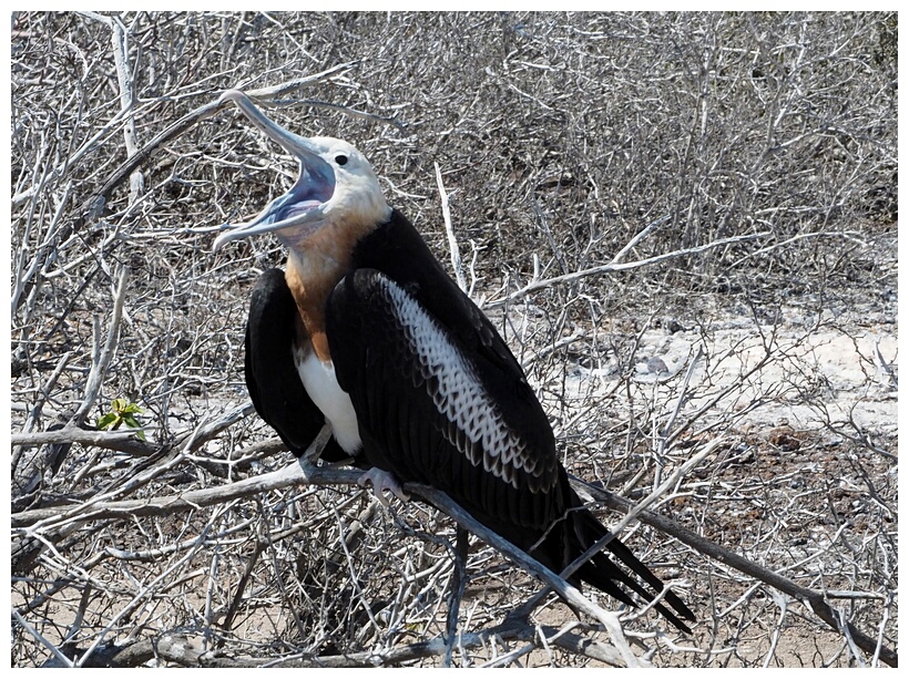 Fragata Joven