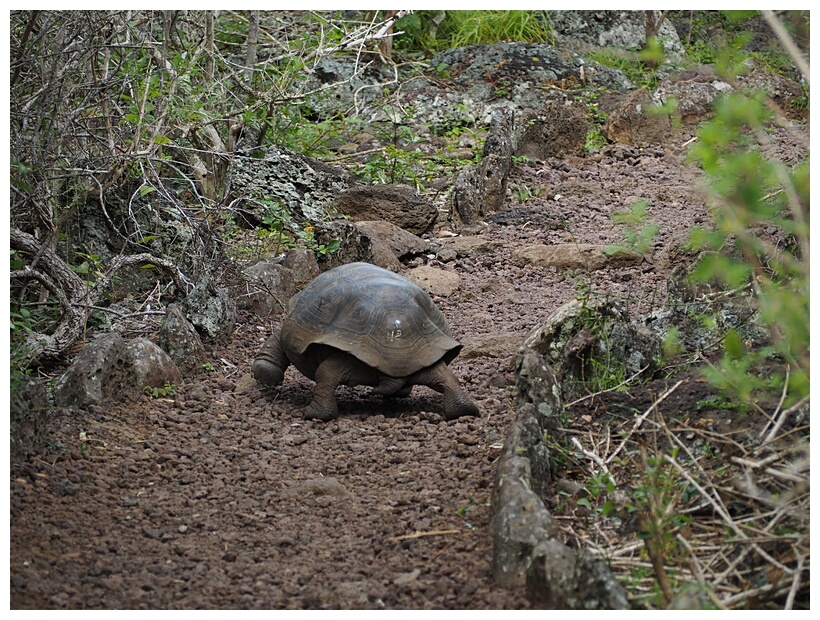 La Galapaguera