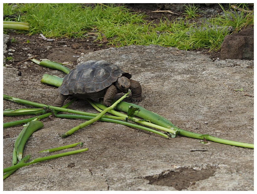Tortuga Joven