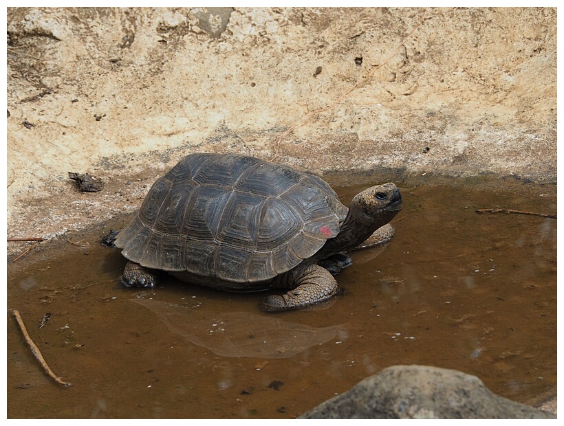 Tortuga 