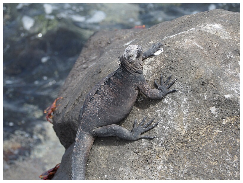 Iguana Marina