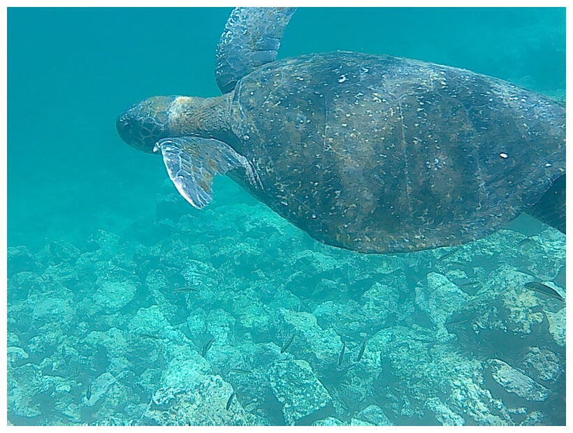 Tortuga Marina Verde
