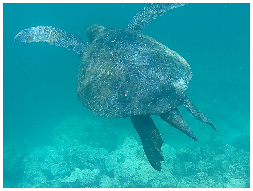 Tortuga Marina Verde