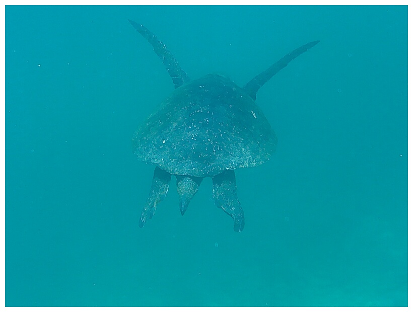 Tortuga Marina Verde