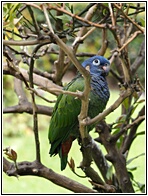 Loro
