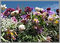 Flores