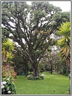 Jardines