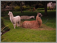 Llamas