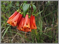 Flores