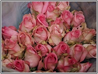 Rosas