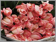 Rosas
