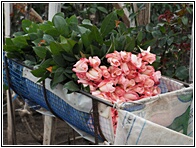 Rosas