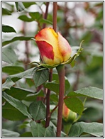 Rosa