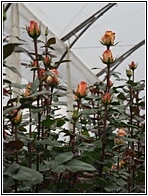 Plantacin