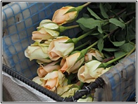Florcola de Rosas