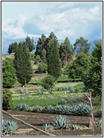 Paisaje Ecuatoriano