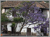 Jacarand