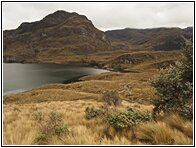 Cajas