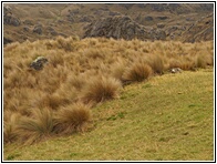 Parque Cajas