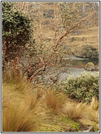 Bosque de Arboles de Papel
