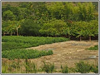 Frutales