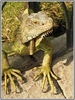 Iguana