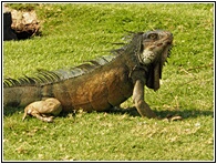 Iguana