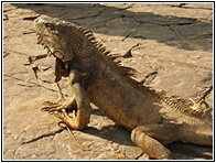 Iguana