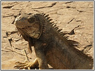 Iguana