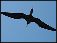 Fragata