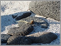 Lagartija de Lava