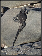 Iguana Marina