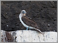 Piquero de Patas Azules