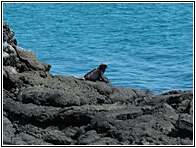 Iguana Marina