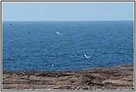 Isla Genovesa