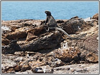 Iguana Marina