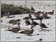 Piqueros Jvenes