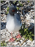 Gaviota de las Galpagos